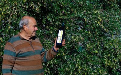 What makes good quality Olive Oil?