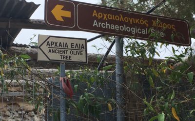 Ancient Olive Trees in Crete